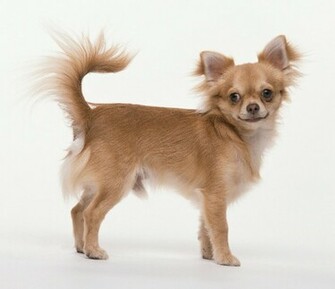 Chihuahua Dog Wallpaper Pictures HD