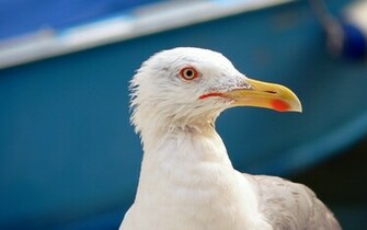 All Wallpaper Seagull Birds