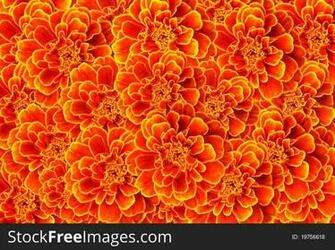 French Marigold Background Stock Image Photos