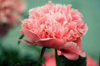 Wallpaper Flowers Peony Pink Flower