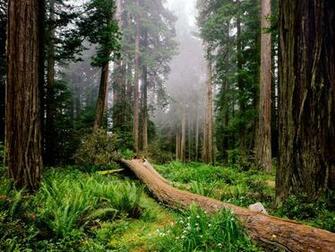 Desktop Wallpaper Redwood National Park H441152 Nature HD Image