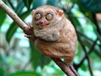 Pictures Of Ugly Animals Widescreen HD Wallpaper