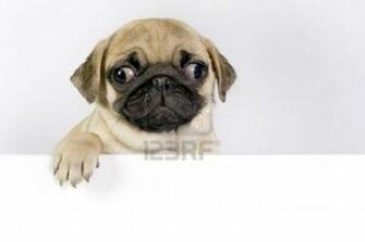 Cute Dogs Pug Puppy