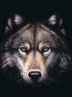Evil Wolf Face
