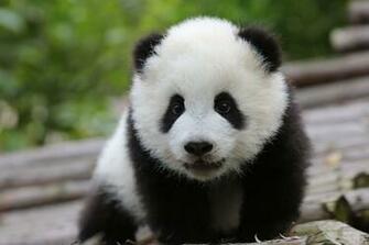 New Born Baby Pandas Wallpaper
