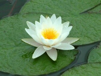Water Lilies Wllpaper HD Wallpaper