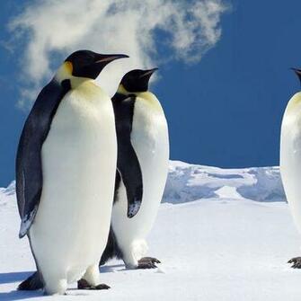 iPhone Blackberry iPad Four Penguins Screensaver For Kindle3 And Dx