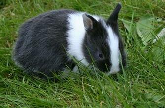 Bunny Rabbit Wallpaper Desktop Background