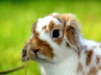 Baby Rabbit HD Wallpaper