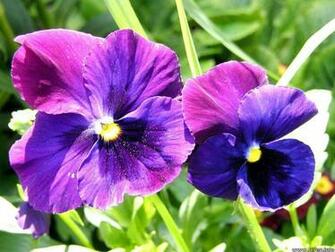 Violet Flowers Background Wallpaper Wallpapertube