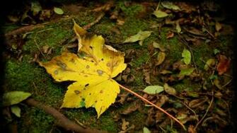 Wallpaper Mac Cool Background Autumn Apple Loneliness Nature