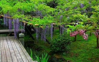Wallpaper Flowers Wisteria