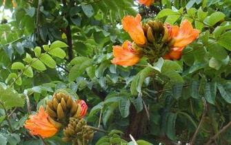 Tropical Flowers Wallpaper