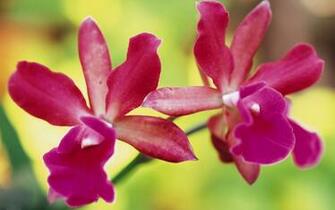 Pink Orchids Wallpaper