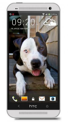 Pitbull Htc One Wallpaper Best And Easy To