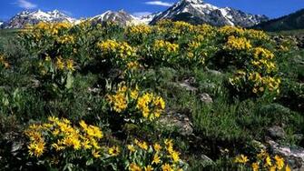 Nature Balsamroot Arrowleaf Boulder Idaho Wallpaper Mountain