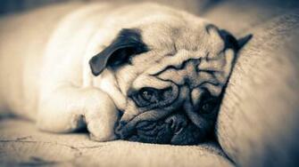 Pug Computer Wallpaper Desktop Background Id