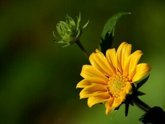 Single Flower Wallpaper