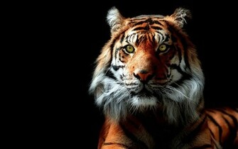 Tiger Wallpaper 3d HD Cool Walldiskpaper