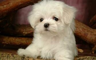 Fluffy Maltese Puppy Dogs White Puppies Wallpaper