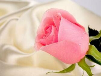 Pink Roses Wallpaper
