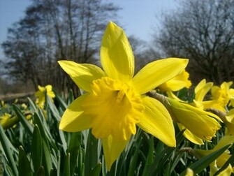 Daffodils Flowers HD Wallpaper