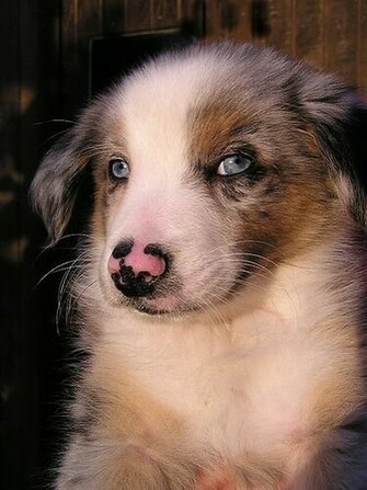 Australian Shepherd Wallpaper Pictures Breed Info