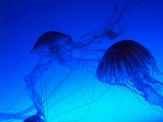 Wallpaper Background Ea Jelly Spectacular