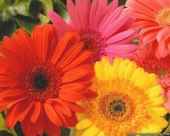 Daisy Family Flower Wallpaper Crazy Frankenstein