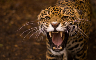 Animals Teeth Jaguar Jaguars Wallpaper HD