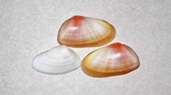 Clam Shell X Wallpaper