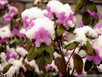 Wallpaper Snow On Flowers Early Spring