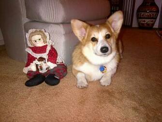 The Daily Corgi Holiday Photos Christmas Corgis Continued
