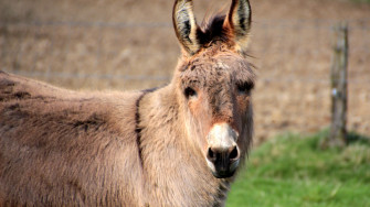 Donkey Wallpaper