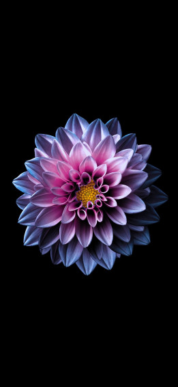 Flor iPhone Wallpaper HD Flower Beautiful Flowers
