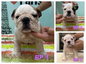 Cubica Pets United De Bulls Lavie