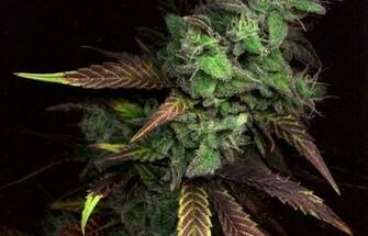 Dank Big Bud HD Weed Wallpaper