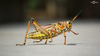 Grasshopper HD Wallpaper BigHDwalls