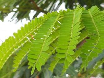 Green Leaf Wallpaper For