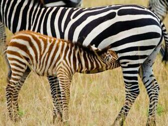 Zebra Wallpaper Computer Beautiful Desktop