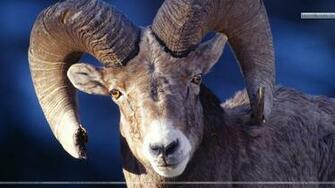 Bighorn Sheep Montana