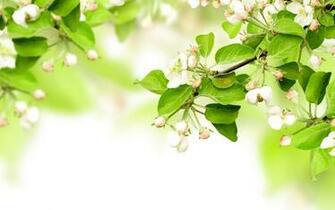 Leaves Spring Flowers Apples Branches Blossom Wallpaper