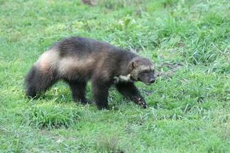Pin Wolverine Animal