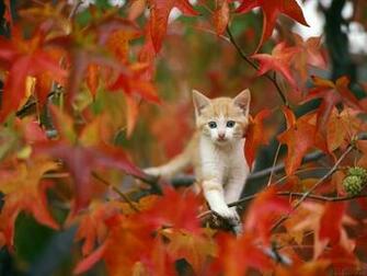 Morticia S Rabbit Hole I Just Love Fall