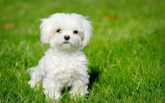 Maltese Puppy Wallpaper For Desktop Pixel Popular HD