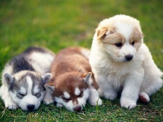 Puppy Desktop Wallpaper HD