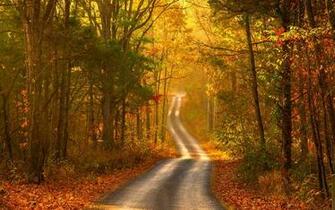 Autumn Forest Scenery Wallpaper