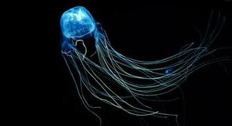 Box Jellyfish Wallpaper Animals Australian