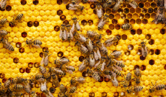 Honeycomb Wallpaper