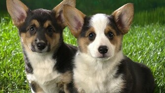 Welsh Corgi Puppies Widescreen Wallpaper
